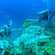 2 scuba divers survey the coral reefs on the ocean floor
